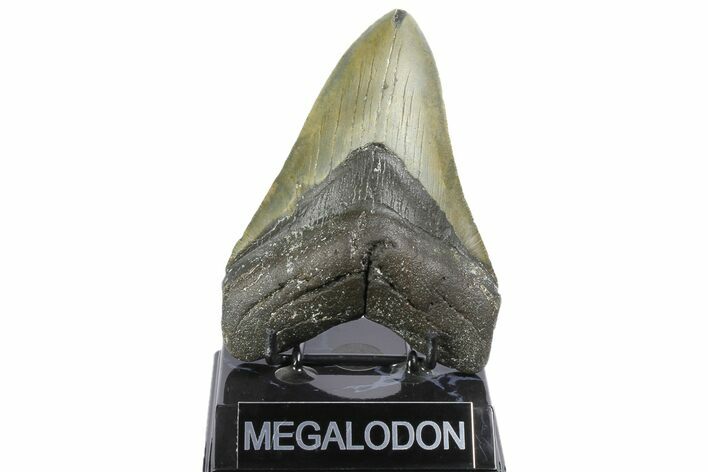 Fossil Megalodon Tooth - North Carolina #164874